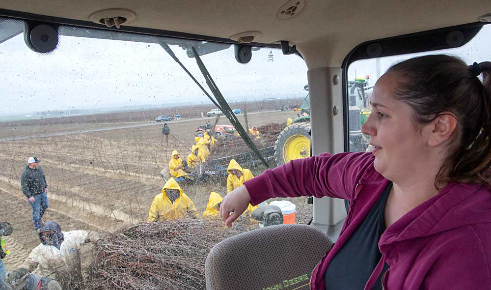 Laura Young, empleada de Square Rooted, una empresa de servicios especializados en plantar árboles conduce una máquina agrícola mientras los trabajadores ayudan a plantar manzanos de la variedad WA 38 en una huerta propiedad de una sociedad de inversión en abril del 2023, cerca de Mattawa, Washington. (Ross Courtney/Good Fruit Grower)