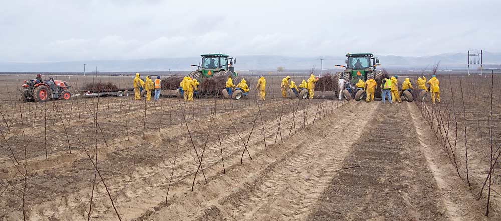 Dos plantadoras de la empresa Square Rooted se arrastran por un nuevo bloque de manzanos de la variedad WA 38 en un día lloviznoso. (Ross Courtney/Good Fruit Grower)
