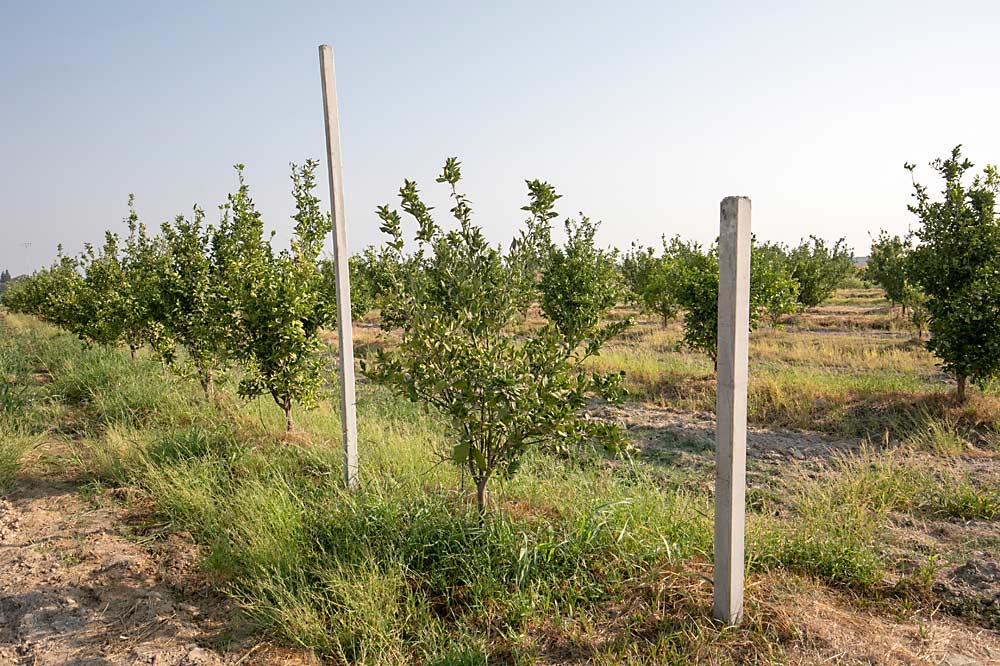 En una huerta de fruta cítrica frente a la planta industrial en Kingsburg hay postes de demostración de distintos tamaños. (TJ Mullinax/Good Fruit Grower)