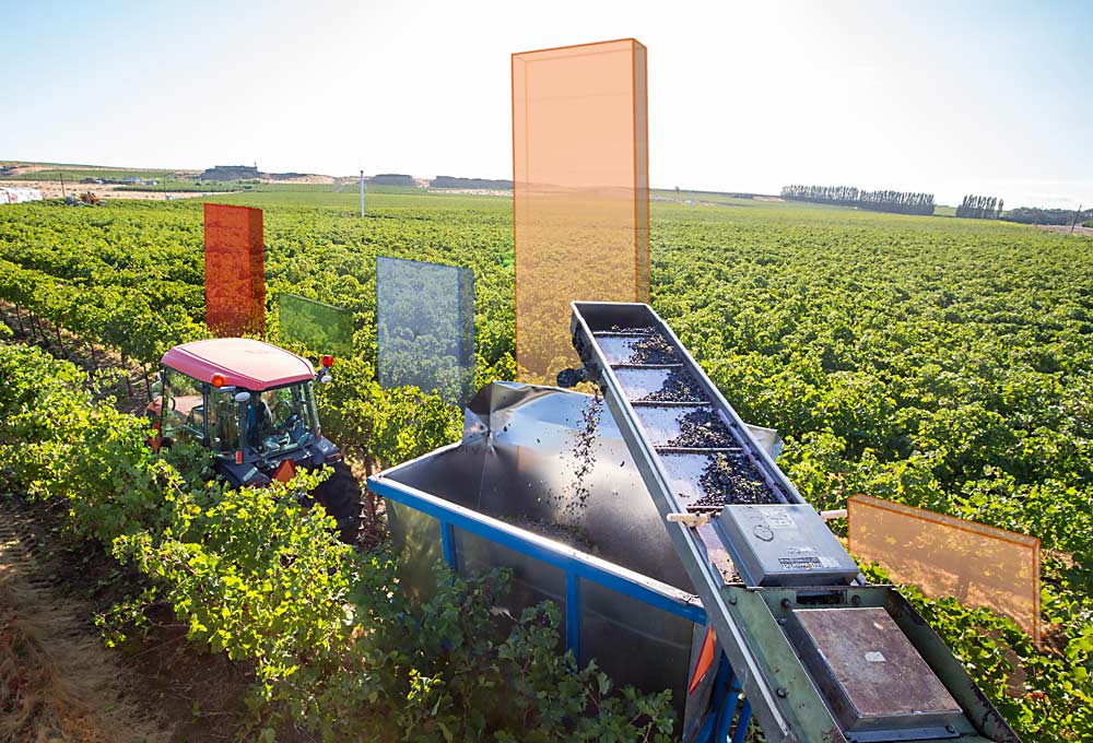 ¿Cuánto costó producir estas uvas? Las herramientas de rastreo de la mano de obra permiten ahora medir la inversión en cada fase de cada bloque -la poda, el deshojado, el raleo- para que los productores puedan tomar más decisiones basadas en los datos. (Ilustración fotográfica de TJ Mullinax/Good Fruit Grower)