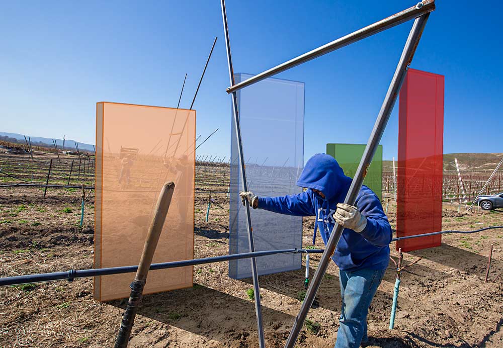 Las herramientas de rastreo de la mano de obra pueden revelar cómo varían las horas trabajadas entre los distintos cultivares y sistemas de espaldera. Estos datos ayudan a las empresas a decidir las formas más eficientes de plantar para el futuro, dado que los costos laborales siguen aumentando. (Ilustración fotográfica de TJ Mullinax/Good Fruit Grower)