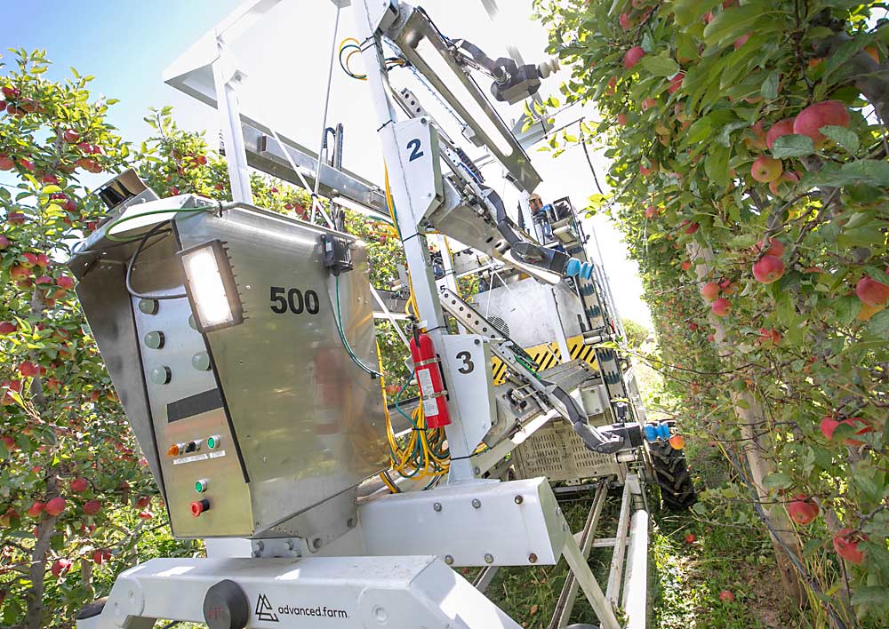 En octubre de 2023, la cosechadora robótica de seis brazos denominada advanced.farm corta manzanas en Quincy, Washington. Ahora en su segundo año de pruebas, los constructores de la cosechadora experimentan con diferentes materiales de ventosa. Cortan la fruta después de una primera pasada de una deshojadora y también sin deshojar. Obsérvese el follaje más denso en la parte superior de la foto en comparación con la sección deshojada de más abajo. (TJ Mullinax/Good Fruit Grower)