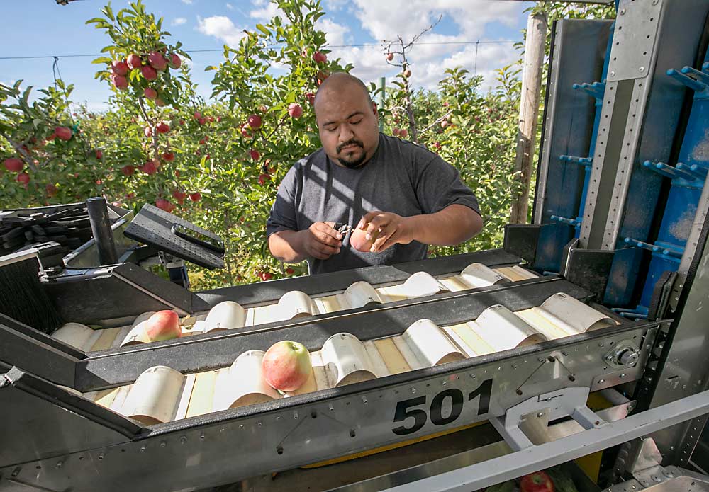 La cosechadora de advanced.farm incluye una plataforma para que los trabajadores pueden clasificar la fruta o cortar los tallos, como hace aquí César Porcayo, antes de que las manzanas lleguen al bin. (TJ Mullinax/Good Fruit Grower)