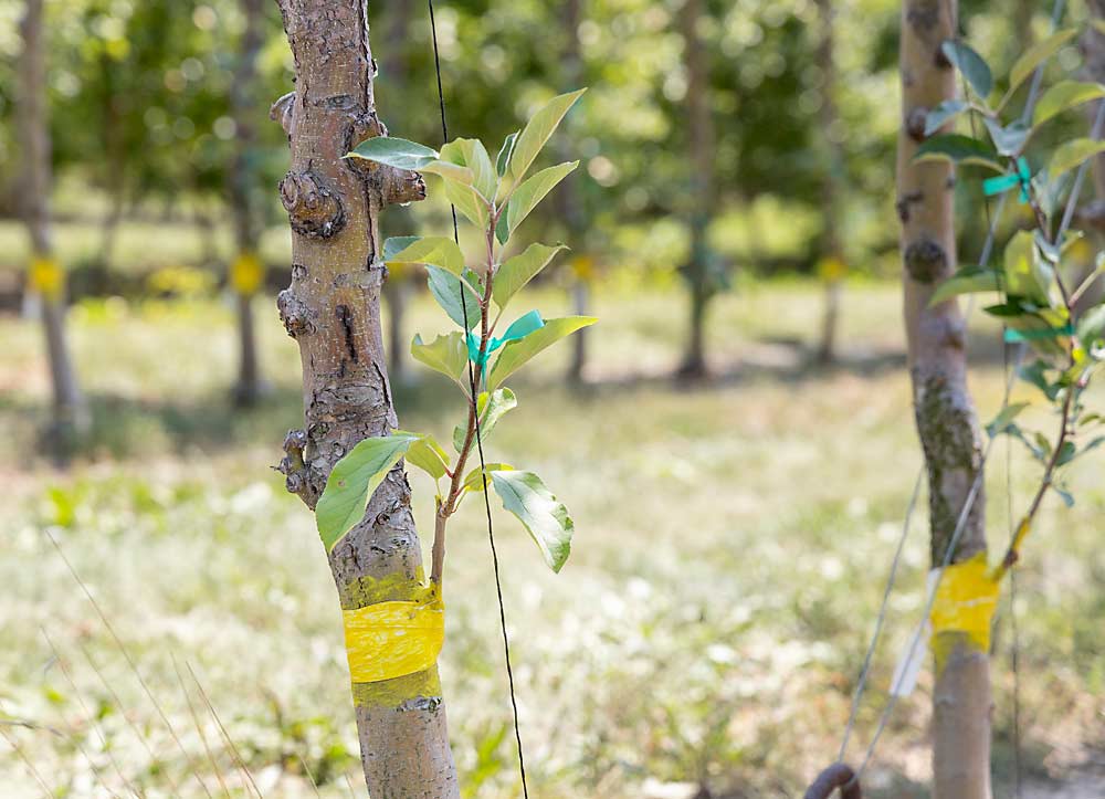 Árboles injertados lateralmente en Umlor Orchards, Conklin, Michigan, en agosto pasado. Los esquejes, injertados en la primavera del 2022, no crecieron mucho en su primer año, pero se espera que el crecimiento se acelere a medida que se elimine gradualmente la copa original del árbol. Cinta adhesiva y pintura protegen los injertos de la humedad y las burbujas de aire. (Matt Milkovich/Good Fruit Grower)