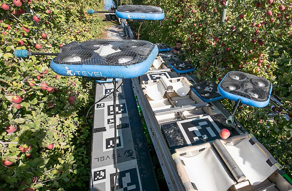 Orientados por códigos QR, cada uno de los ocho drones deposita las manzanas en cojines amortiguadores antes de que una cinta transportadora las lleve a un bin (contenedor) para llenarlo. (TJ Mullinax/Good Fruit Grower)
