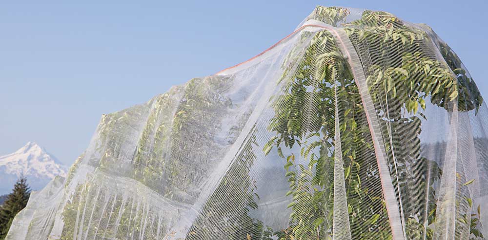 La empresa agrícola Mount Adams Fruit invirtió en la red específicamente para controlar la chinche apestosa, pero los productores esperan que también la presión sobre las canopias de los árboles reduzca el vigor y que a largo plazo les ahorre el tiempo que requiere la poda. (Ross Courtney/Good Fruit Grower)