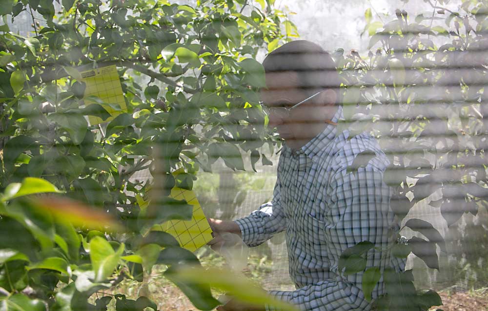 Chris Adams, entomólogo de la Universidad Estatal de Oregón (OSU), cuelga trampas adhesivas para la Psila del peral y sus depredadores naturales bajo las redes en una huerta de la empresa agrícola Mount Adams Fruit. Adams (no guarda relación con la empresa) tiene previsto estudiar también el efecto de las redes en las poblaciones de la chinche apestosa y otras investigaciones demuestran que las redes también excluyen a la palomilla de la manzana. (Ross Courtney/Good Fruit Grower)