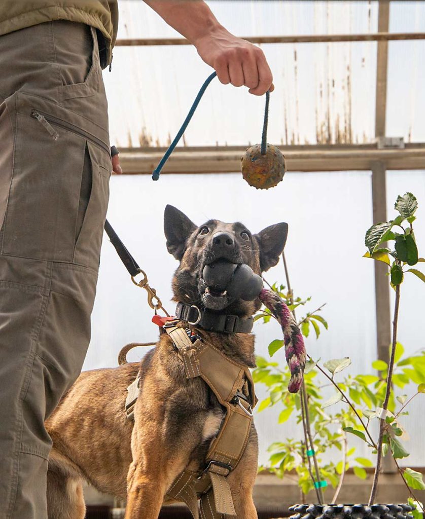 En la prueba del invernadero, Kohntopp cuelga un juguete para convencer a Aika de que entregue el que tiene en la boca y así todos puedan volver al trabajo. Aika siempre cae en la trampa. (Ross Courtney/Good Fruit Grower)