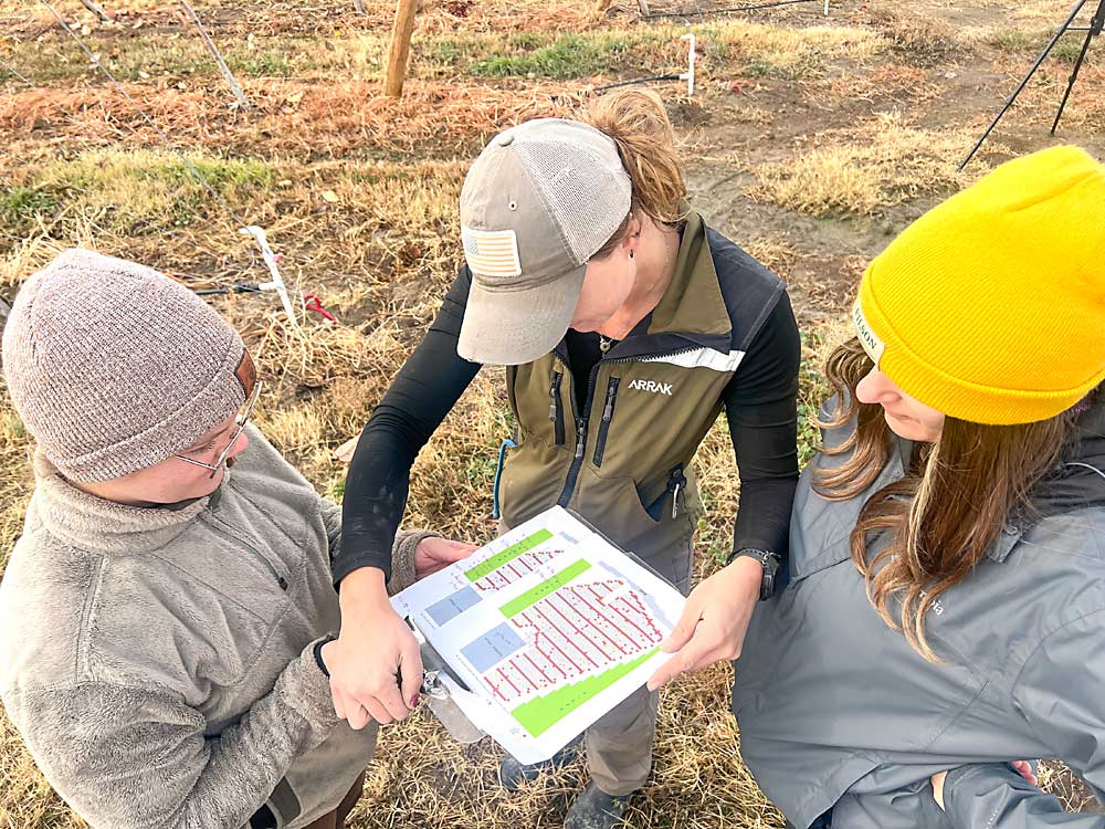 De derecha a izquierda, Serban, Kohntopp y Lisa Ledinegg, becaria de la huerta de Zillah, trazan su plan de detección. (Ross Courtney/Good Fruit Grower)
