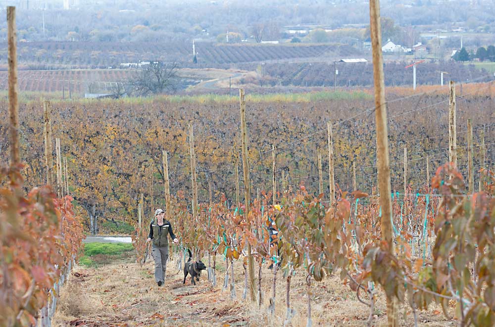 En noviembre del 2024 Kohntopp conduce a Humma, un pastor holandés, a través de un bloque de cerezos jóvenes de la variedad Rainier en una huerta cerca de Zillah, Washington. (Ross Courtney/Good Fruit Grower)