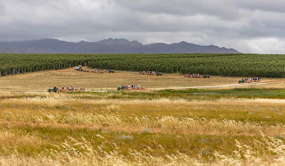 Para visitar las huertas de Dutoit Agri en Koue Bokkeveld, una región sudafricana de cultivo de gran altitud conocida por su producción de manzanas, peras y cerezas, los miembros de la IFTA se subieron a unos remolques. La escasez de agua limita la superficie que la empresa puede dedicar a los frutales. (Kate Prengaman/Good Fruit Grower)