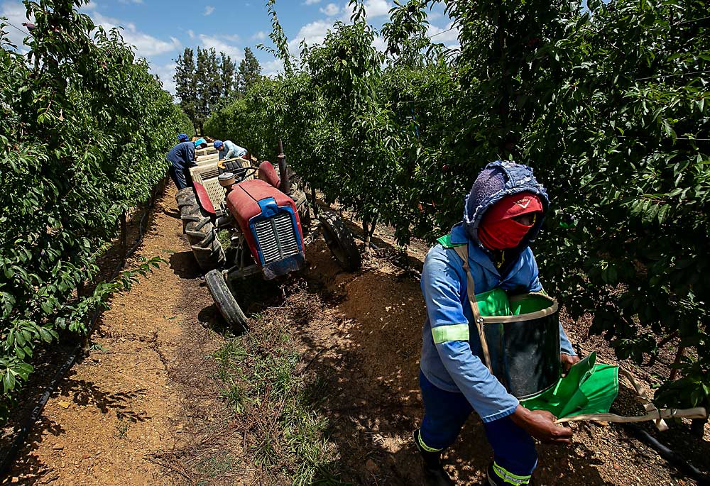 Trabajadores recogen ciruelas de la variedad Black Splendor en la empresa Sandrivier Estate, Wellington. Según el encargado de la huerta, Stephan Strauss, en esta huerta de exportación realizan el corte de fruta entre tres y seis veces cada año. (TJ Mullinax/Good Fruit Grower)