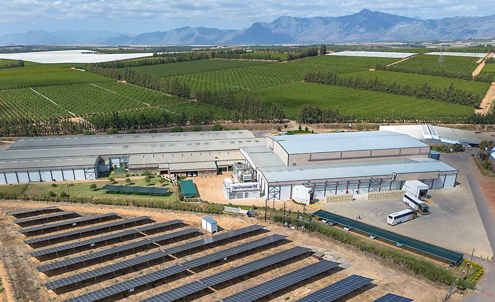 Fruit2U Packers, de Wellington, Sudáfrica, ha instalado recientemente paneles solares para mantener encendidas las luces y en funcionamiento el sistema de refrigeración del empaque durante los cortes de electricidad habituales, conocidos como el reparto de carga (la distribución de la carga eléctrica entre varios generadores), uno de los muchos retos logísticos a los que se ha adaptado en los últimos años la industria frutícola del país, centrada en la exportación. Alrededor del empaque se extienden los 200 acres de ciruelos de la empresa agrícola Sandrivier, muchas de ellas cubiertas con redes fijas para proteger los árboles de los daños del sol y el viento y aumentar la calidad de la cosecha destinada a la exportación. La Asociación Internacional de Frutales (IFTA, por sus siglas en inglés) visitó la región de Sudáfrica en diciembre del 2024. (TJ Mullinax/Good Fruit Grower)