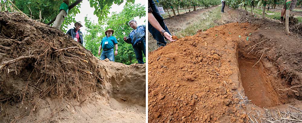 Dutoit Agri utiliza los pozos de suelo como herramienta para comprender mejor el rendimiento de diferentes portainjertos en sus variados suelos en dos huertas en la región de Koue Bokkeveld. Esta información guiará a la empresa a medida que adopte más portainjertos enanos para crear huertas más eficientes y uniformes. Su estándar, M.7, que se muestra en la foto de la izquierda, crece bien en los suelos débiles mientras que M.9 Nic 29, en la foto de la derecha, puede tener dificultades para llenar el espacio sin un entrenamiento de árboles que requiere mucha mano de obra. (TJ Mullinax/Good Fruit Grower)