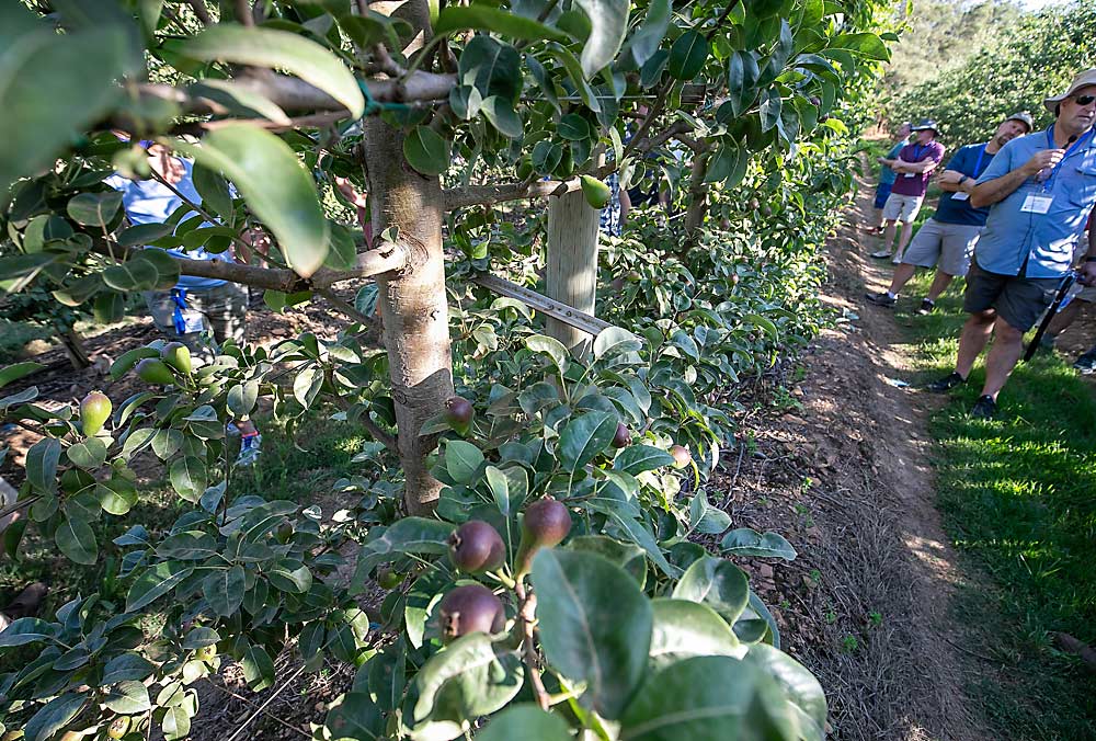 Las peras de la variedad Forelle representan una oportunidad de crecimiento para la empresa agrícola Chiltern Farms, situada en el valle de Vyeboom. El propietario Justin Mudge, a la derecha, habla del creciente mercado asiático de la pera ruborizada y de la nueva plantación de alta densidad de su equipo en portainjertos BA 26 cuyo objetivo es hacer que los árboles en espaldera empiezan a producir fruta lo antes posible. (TJ Mullinax/Good Fruit Grower)
