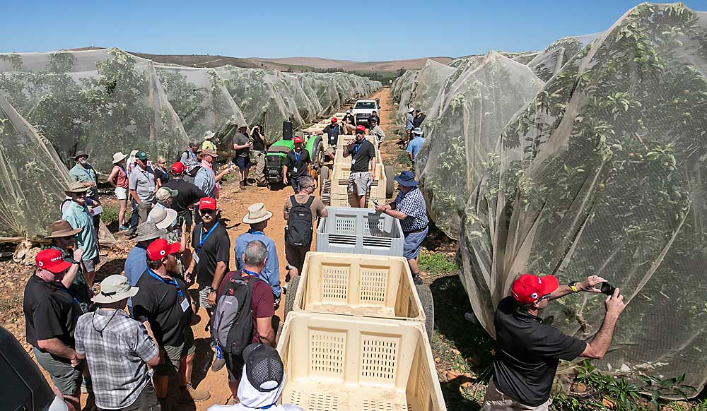 Graeme Krige, de pie en la fila de contenedores, explica a los visitantes de la IFTA cómo las mallas de sombreo eliminaron las pérdidas de entre el 30% y el 40% debidas a quemaduras solares que sufría anteriormente esta huerta de manzanas de la variedad Cripps Red de la empresa agrícola Oewerzicht, en Greyton. Pero las mallas también reducen el color de la fruta, por lo que la empresa lo compensó con material reflectante, explicó Krige, director general de la consultora Fruitmax Agri, anfitriona de la visita a Oewerzicht. (TJ Mullinax/Good Fruit Grower)