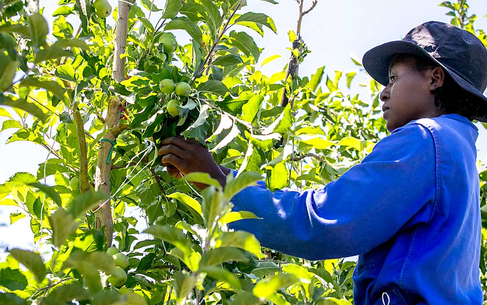 Purity Mukaudatsama ata unas ramas de un manzano en la huerta Oewerzicht, en Greyton, durante el raleo temprana del desarrollo de la fruta. El menor coste de la mano de obra permite a los productores sudafricanos invertir mucho en la formación de los árboles. (TJ Mullinax/Good Fruit Grower)