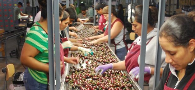 Glory, a chance seedling discovered at Stemilt Hill, is a large, firm, sweet cherry that ripens after most other varieties. (Courtesy Howard Floyd)