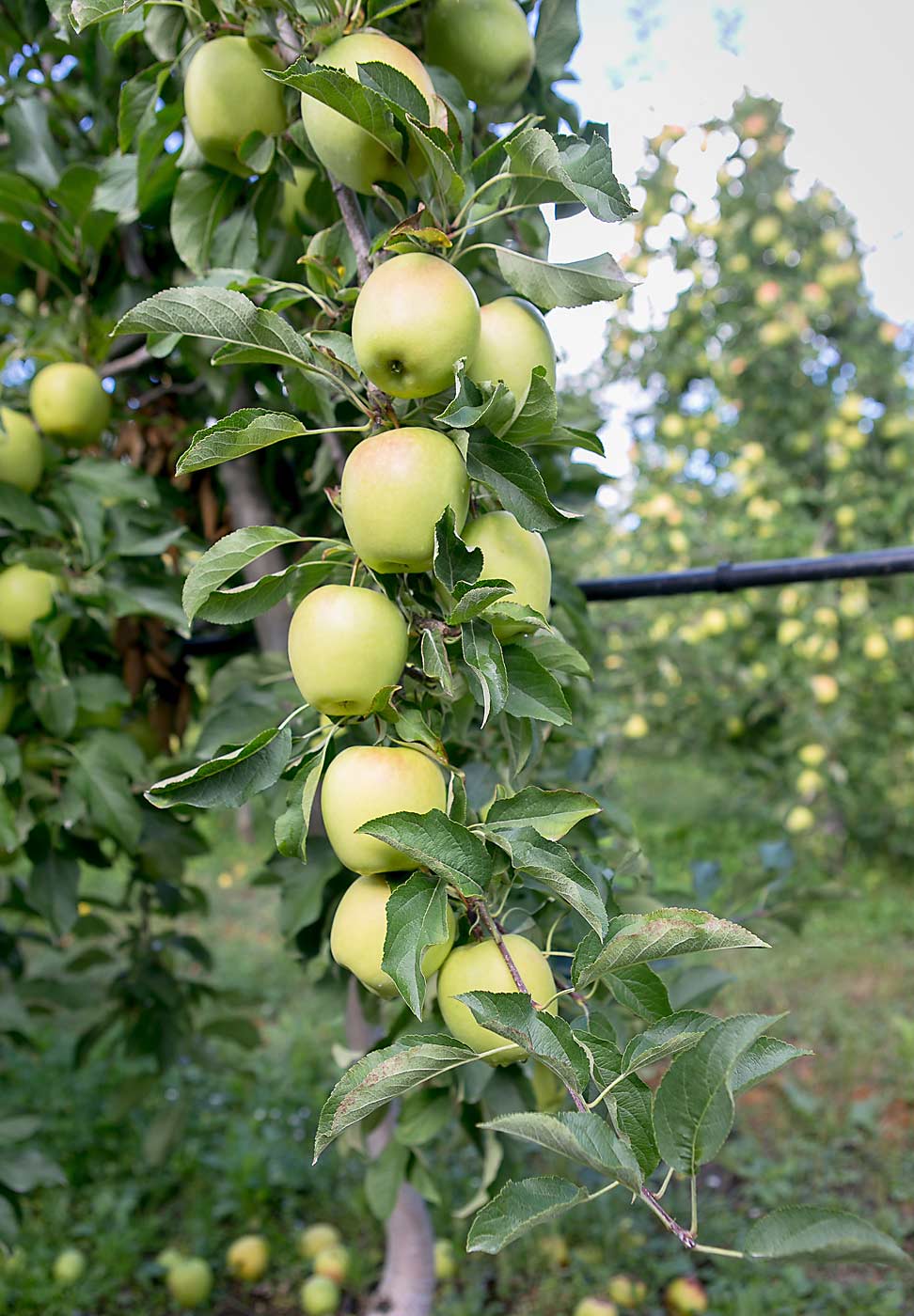 The cultivar PremA153, marketed as Lemonade, nears harvest in New Zealand. Washington orchards are also planting the cultivar, as North America license-holder Giumarra Cos. marketed the first commercial crop this past winter. (Courtesy Giumarra Cos.)