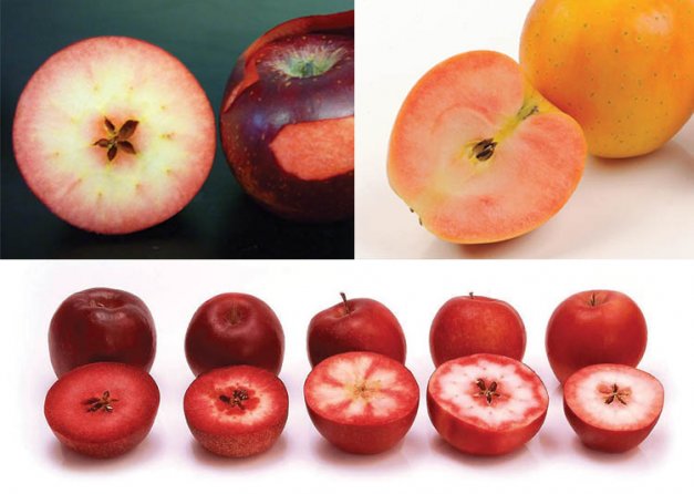 The red trait, which is common in crab apples and ornamentals, produces flesh colored anywhere from pink to deep red. Skin color and flesh color are inherited separately, so yellow apples can have red flesh. Photos courtesy of IFORED