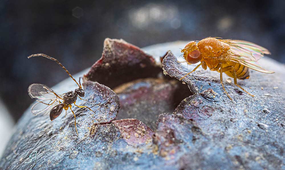 On a blueberry, for scale, Leptopilina japonica, a parasitoid wasp that targets spotted wing drosophila, is seen to the left of a dead SWD. Since the biocontrol — which is native to Asia, like SWD — was discovered in the Pacific Northwest, scientists are eager to study how it could help with landscape-scale control of the pest. (Courtesy Warren H.L. Wong/University of British Columbia and Agassiz Research and Development Centre)