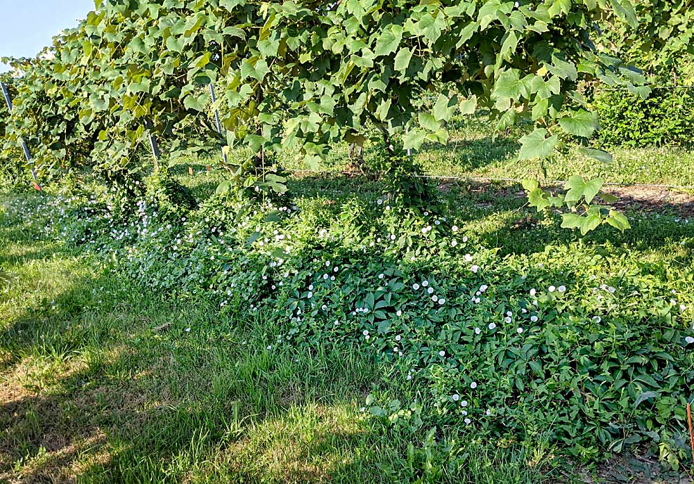 Field bindweed — seen here in July 2020, in a vineyard on the south campus of Michigan State University — is a perennial problem in Michigan vineyards. It can be identified by arrow-shaped leaves with a pointed lobe at the base and bell-shaped, white flowers (Courtesy Sushila Chaudhari/Michigan State University)