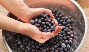 Blueberries are bigger and tastier than they used to be, thanks to the work by plant breeders. Berries are also versatile, available fresh, frozen, canned, and dried. Photo by Scott Bauer, USDA Agricultural Research Service. 