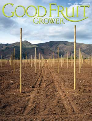 New orchard below Cleman Mountain, Tieton, Washington. Photo by John A. Kane