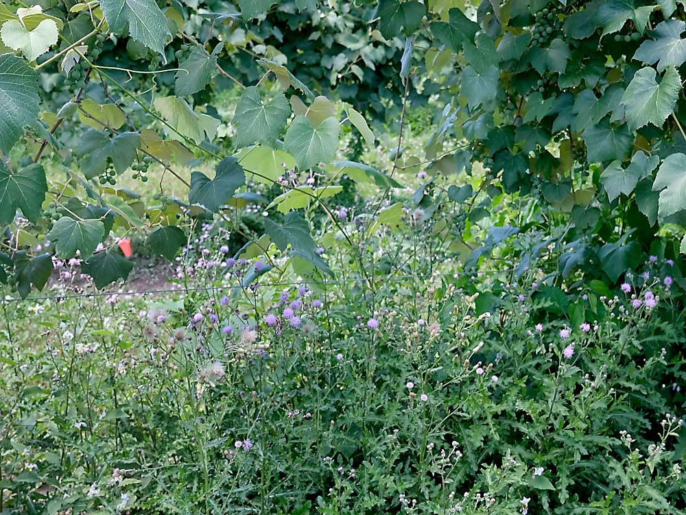 Canada thistle — seen here in July 2020 in a vineyard on the south campus of Michigan State University — can be identified by its spear-shaped leaves and spiny, purple flowers. (Courtesy Sushila Chaudhari/Michigan State University)