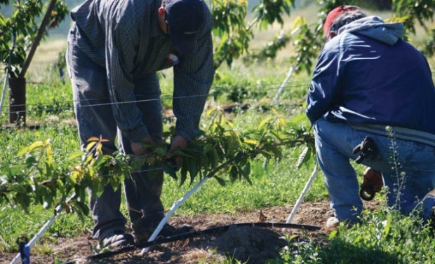 Workers at Orchard View Farms tie cherry trees to the wire for training to the new Upright Fruiting Offshoots system.