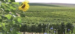 Different summer annuals, including sunflowers and vegetables, are planted near the grapevines at Seven Hills Vineyards to add biodiversity. 