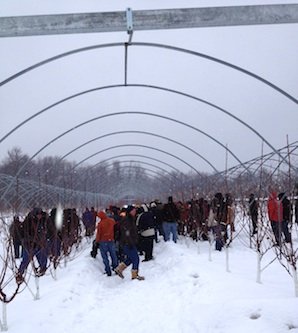 IFTA members discuss cherry and peach pruning strategies during a preconference tour. 