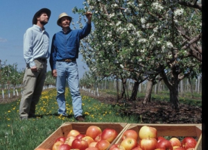 Jim Luby (left) and David Bedford rescued Honeycrisp from the discard pile and brought it to the commercial world in 1991. PHOTOS COURTESY OF THE UNIVERSITY OF MINNESOTA 
