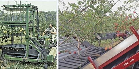 Left: This rod-press apple harvester was designed for the New Zealand T-trellis. Apples were detached by parallel rods, with rubber tips, which pressed down the canopy. Right: Apple harvesting in 2002, using a rapid displacement actuator to snap branches 