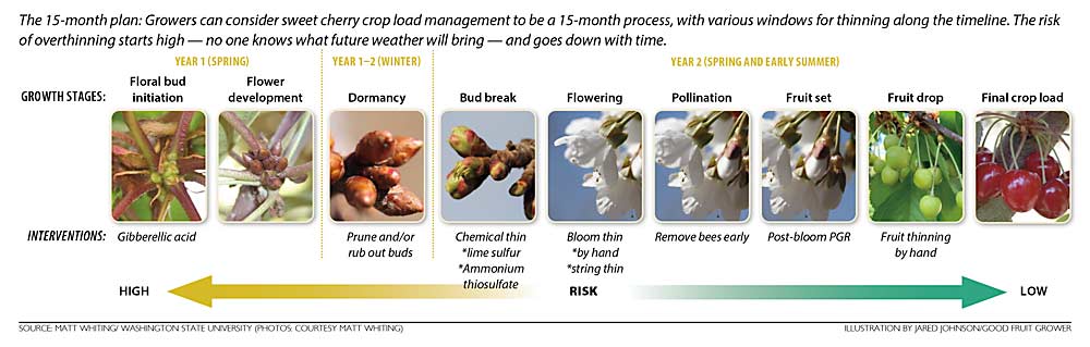 This chart shows a 15-month plan for managing cherry crop load. (Source and photos: Matt Whiting/Washington State University; Graphic: Jared Johnson/Good Fruit Grower)