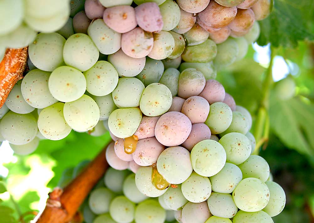 A Sauvignon Blanc cluster shows signs of sour rot infection in a Washington vineyard. (Courtesy Michelle Moyer/Washington State University)