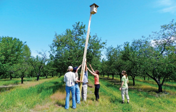 The Michigan research team erected kestrel boxes in a cherry orchard in 2012. (Courtesy Rebecca May)