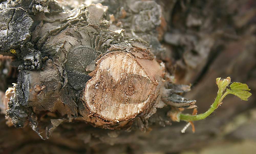 A slice through this cordon in a Washington vineyard shows classic eutypa dieback symptoms, with the wedge shape of dying tissue on the left. The pathogen likely entered through nearby pruning wounds, according to Michelle Moyer of Washington State University. (Courtesy Michelle Moyer/Washington State University)