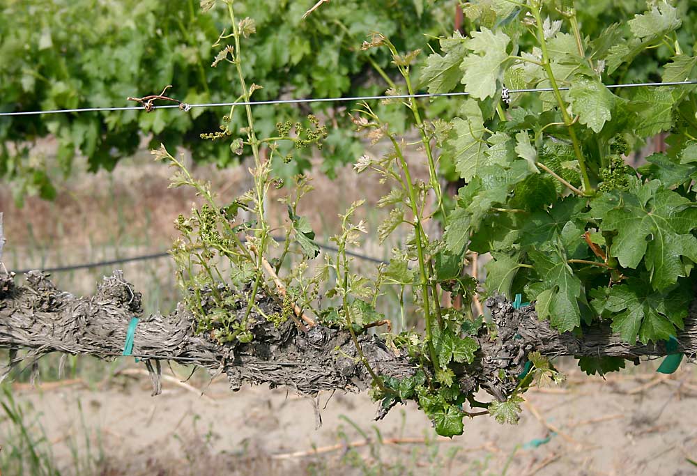 This vine shows “dead arm syndrome,” the typical symptom of eutypa dieback as the canopy growth progressively weakens due to the trunk disease infection. Cut into the cordon, and a telltale wedge of dead wood will confirm it, Moyer said. (Courtesy Michelle Moyer/Washington State University)