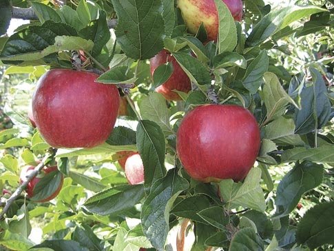 Envy Apple Malus Domestica 'scilate