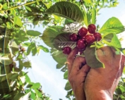 Gonzalo Villareal harvests SweetHeart cherries in Selah, Washington on July 16, 2015. (TJ Mullinax/Good Fruit Grower)