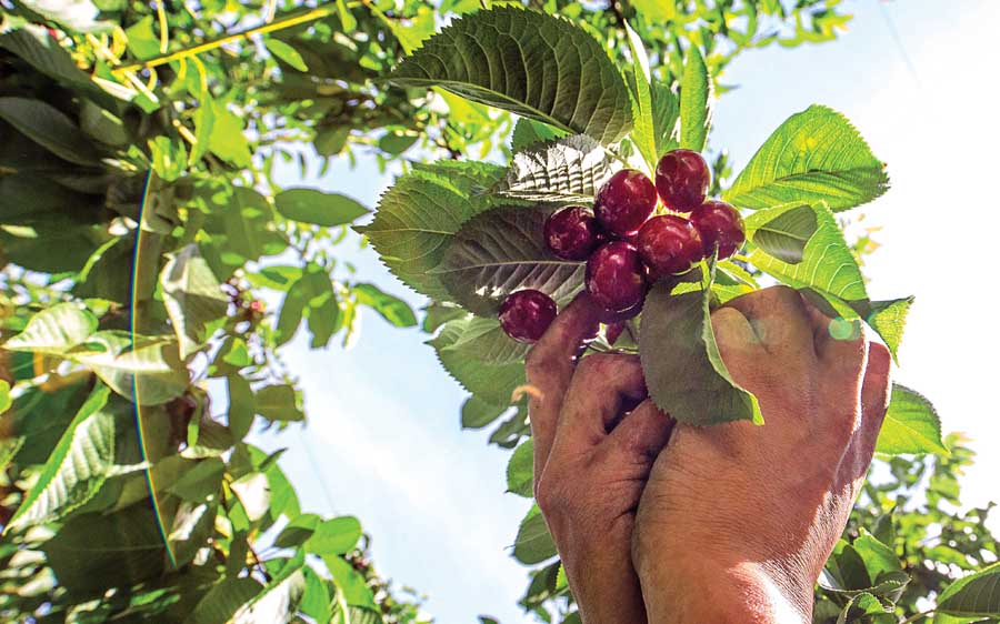 Gonzalo Villareal harvests SweetHeart cherries in Selah, Washington on July 16, 2015. (TJ Mullinax/Good Fruit Grower)