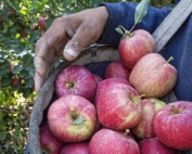 Several growers in the Wapato, Washington, area are beginning to harvest their Buckeye Gala apples on August 25, 2017. (TJ Mullinax/Good Fruit Grower)on August 25, 2017. (TJ Mullinax/Good Fruit Grower)