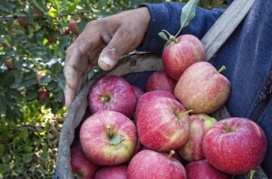 Several growers in the Wapato, Washington, area are beginning to harvest their Buckeye Gala apples on August 25, 2017. (TJ Mullinax/Good Fruit Grower)on August 25, 2017. (TJ Mullinax/Good Fruit Grower)