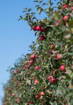 Precision Honeycrisp management will headline the new virtual New York Tree Fruit Conference. (Amanda Morrison/for Good Fruit Grower)
