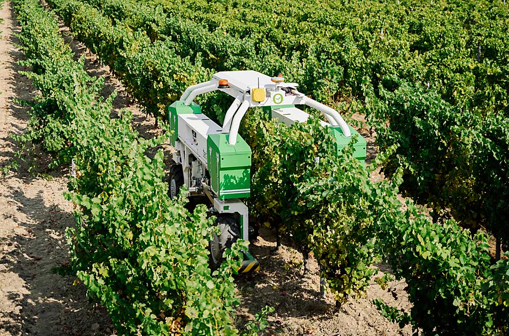 The over-the-row Ted vineyard weeder, developed by French company Naio Technologies, is equipped with real-time kinematic GPS to guide its path. The machine’s 6.5-foot-high arch straddles the row as it moves through the vineyard. (Courtesy Naio Technologies)
