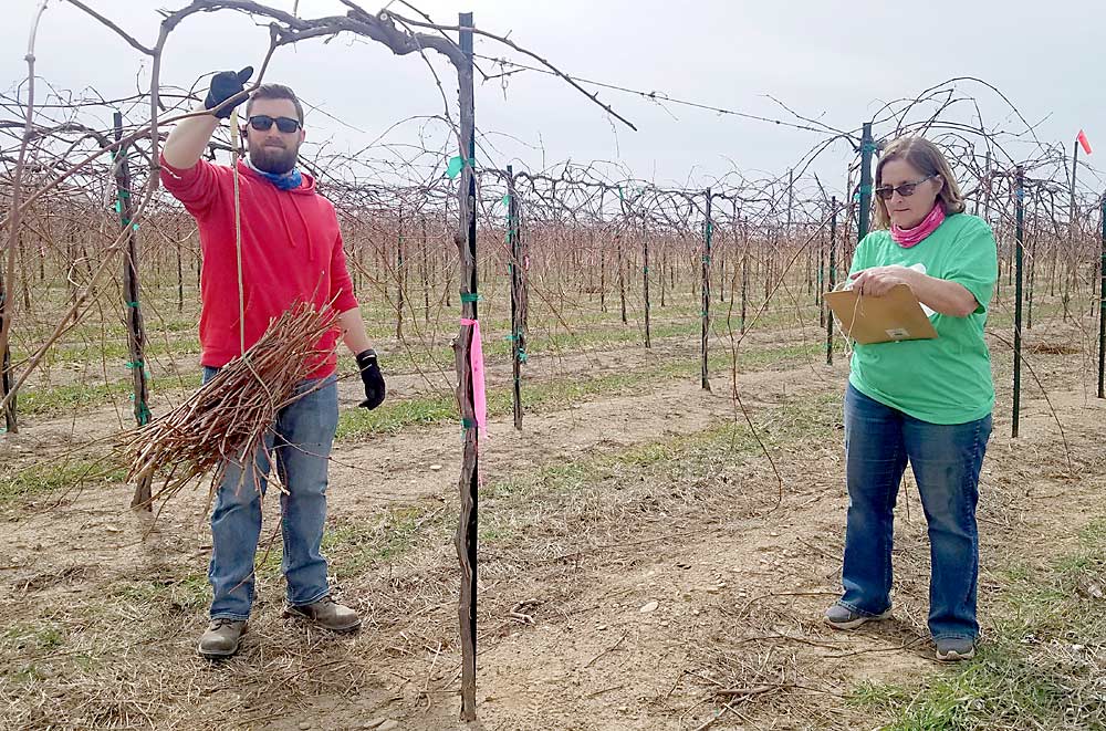 Scott Ebert and Madonna Martin record pruning weight at Cornell Lake Erie Research and Extension Laboratory in Portland, New York. To record pruning weight — one of the factors used to measure crop load — they collect pruned 1-year-old wood, bundle it, weigh it, divide it by the number of feet in the zone it came from and record it as pounds per linear foot. (Courtesy Terry Bates/Cornell University)