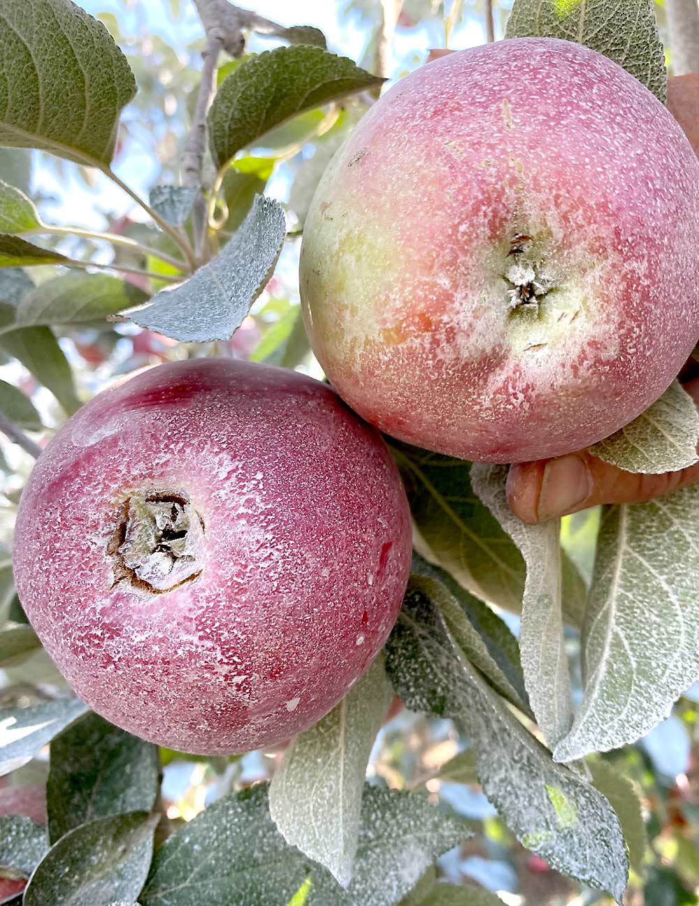 WA 38 apples in late September show calyx cracking, which researchers at least partially attribute to frost and poor weather during pollination. (Courtesy Bernardita Sallato/Washington State University)