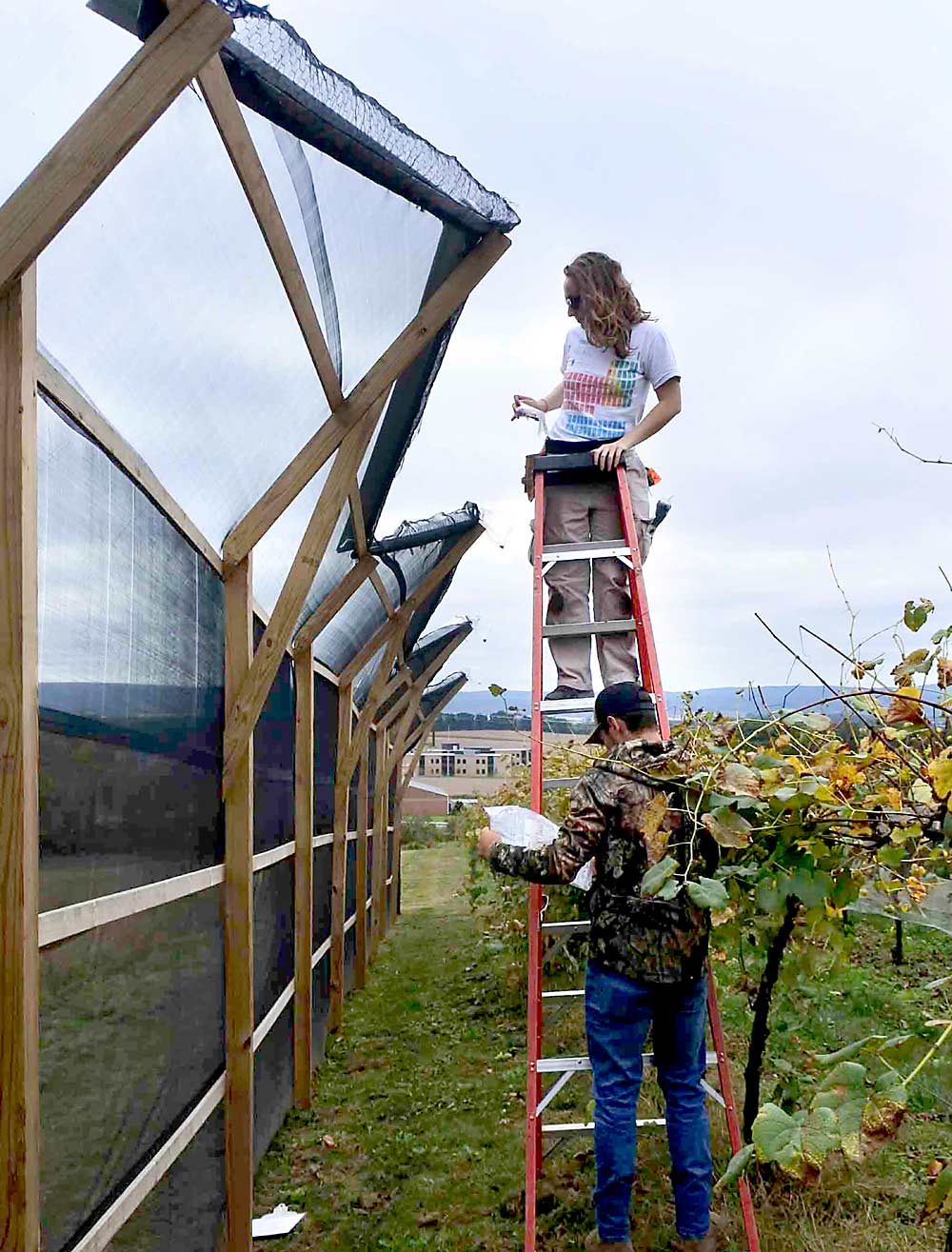 Penn State University graduate student Sarah Henderson stands on a ladder next to a wall of netting at Vynecrest Vineyards in Eastern Pennsylvania. Penn State researchers built the wall to study how well it keeps spotted lanternfly out of the vineyard. (Courtesy Greg Krawczyk/Penn State University)