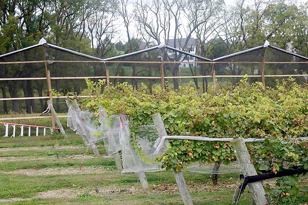 The Penn State trial has shown that a wall of netting can block some spotted lanternfly from entering a vineyard, but the surrounding vegetation must be shorter than the wall. If there are taller trees nearby, spotted lanternfly residing in their canopies will simply fly over the wall. (Courtesy Greg Krawczyk/Penn State University)